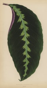 Maranta Warsewiczii - English School